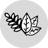 Tea tree and mint leaf sprig
